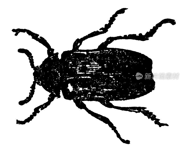 食虫虫(学名:Dermestes Lardarius) - 19世纪